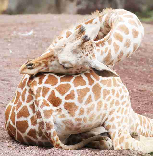 キリンの赤ちゃんの体重測定がかわいい!