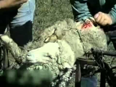 UGG New Ugly Truth FUR Animal Abuse Cavemen Sheepskins Pink (boots collection fake animals peta) - YouTube