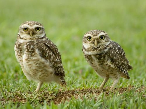 もちろん真面目にやってます…「フクロウの体重のはかり方」の写真