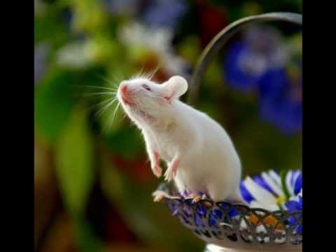 動物たちからのお願い - YouTube