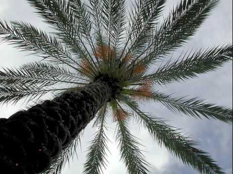 Pinback - Loro - YouTube
