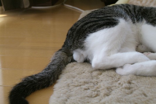 このショートパンツがヤバイと話題にww