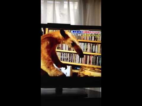洗濯機の中を見て固まるアリクイ - YouTube