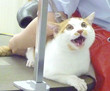 ケツにドライヤーを当てられた瞬間の猫の顔 | ニコニコニュース