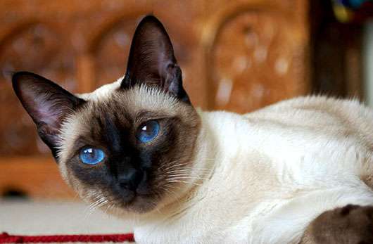 【悲報】猫に人間の子や犬のような愛情の見返りを求めるのは難しいことが判明