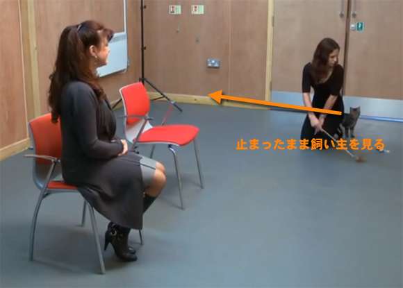 【悲報】猫に人間の子や犬のような愛情の見返りを求めるのは難しいことが判明