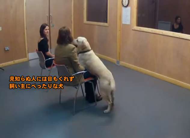 【悲報】猫に人間の子や犬のような愛情の見返りを求めるのは難しいことが判明