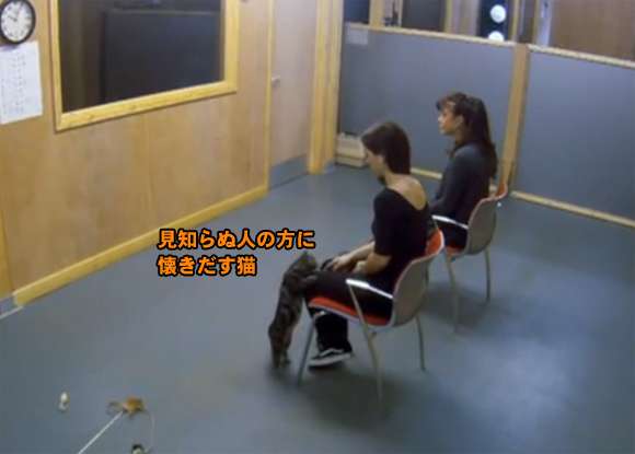 【悲報】猫に人間の子や犬のような愛情の見返りを求めるのは難しいことが判明