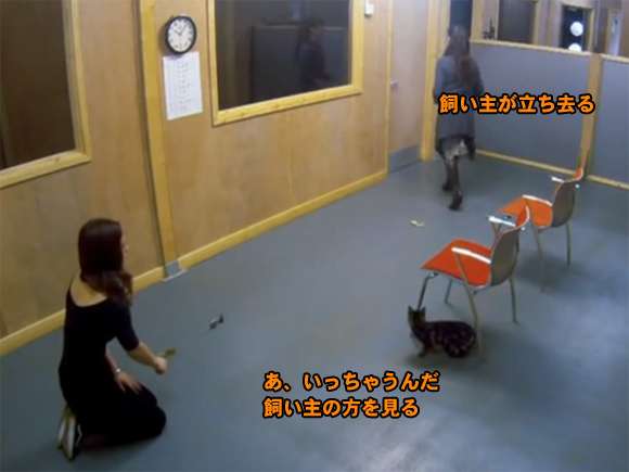 【悲報】猫に人間の子や犬のような愛情の見返りを求めるのは難しいことが判明