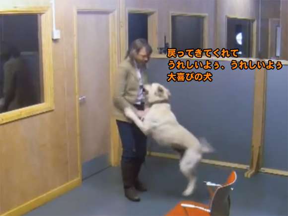 【悲報】猫に人間の子や犬のような愛情の見返りを求めるのは難しいことが判明