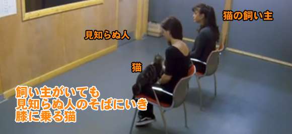 猫に人間の子や犬のような愛情の見返りを求めるのは難しい。猫の行動実験（ニュージーランド研究） : カラパイア