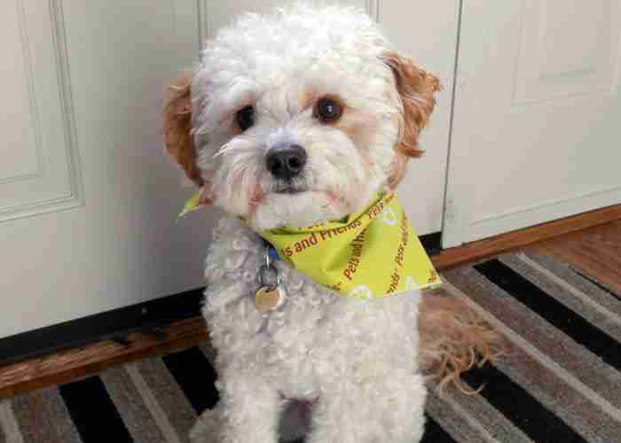 Paws For Health: Pet Visits at the Wellness Centre | Student Services
