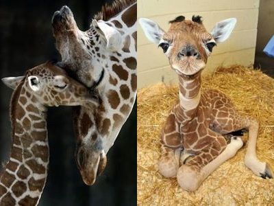 キリンの子供って変な生き物だよねって思う写真13枚:らばQ