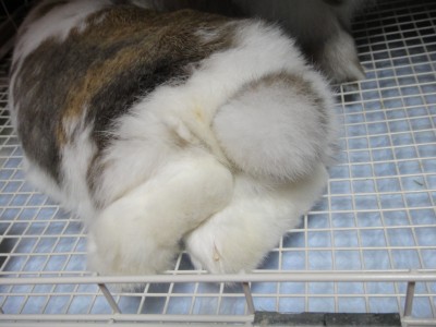 このショートパンツがヤバイと話題にww