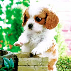 海外の大学で導入され始めてる「セラピー犬」が羨ましい