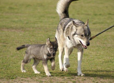 オオカミのみっともな~い姿が激写されるw