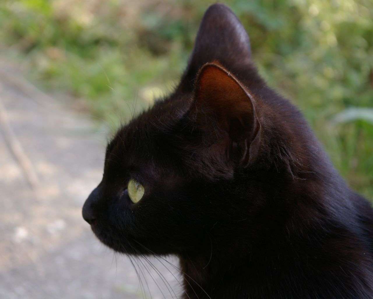 【悲報】猫に人間の子や犬のような愛情の見返りを求めるのは難しいことが判明