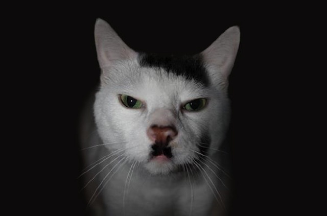 この動物たちがイケメンすぎるww