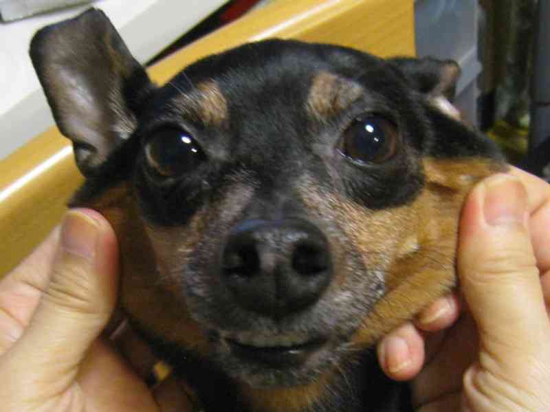 「柴犬のほっぺはよく伸びる」との噂→本当かどうか試してみたら可愛すぎたww