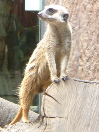 冬限定!ほかほかの「ミーアキャット鍋」が長崎・佐世保で人気