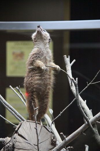 冬限定!ほかほかの「ミーアキャット鍋」が長崎・佐世保で人気