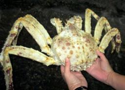 ラベンダー色のタラバガニが発見されるｗｗｗ
