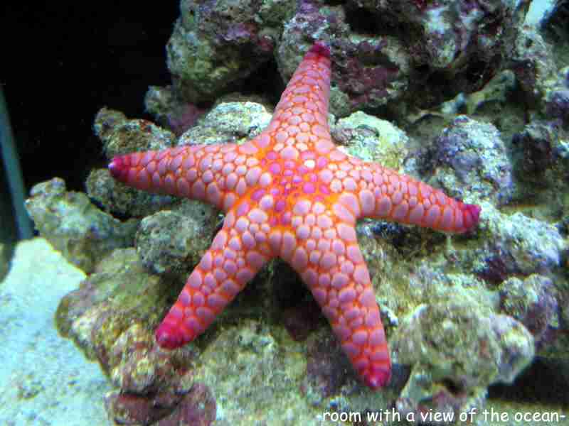 ファン晒し上げ炎上の木下優樹菜に応援団！エッセイスト・能町みね子「『絡んでくるやつウゼえ』って盛り上がりたい」