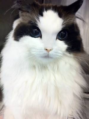 この動物たちがイケメンすぎるww