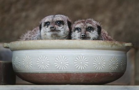 冬限定！ほかほかの「ミーアキャット鍋」が長崎・佐世保で人気