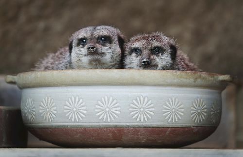 ほかほかミーアキャット鍋…家族で一緒 : 社会 : YOMIURI ONLINE（読売新聞）