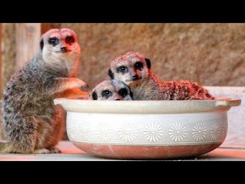 土鍋で暖まるミーアキャットの親子 - YouTube