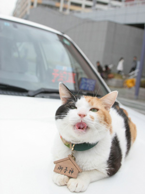 出生率は数十万分の一の奇跡！世界でも希少なオスの三毛猫がカンニング竹山とW主演！ - シネマトゥデイ