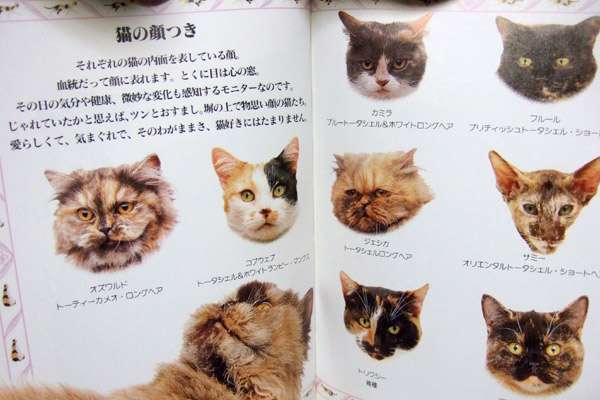 これは便利!ネコの模様24種類早見表