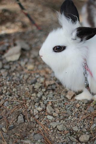 この動物たちがイケメンすぎるww