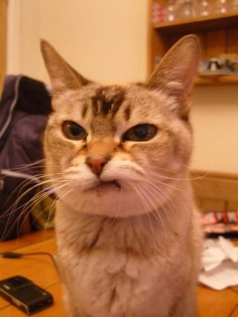 この動物たちがイケメンすぎるww