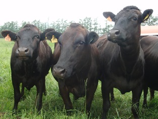 霜降り肉にするために…盲目になる牛もいる | 猫とヴィーガンな生活