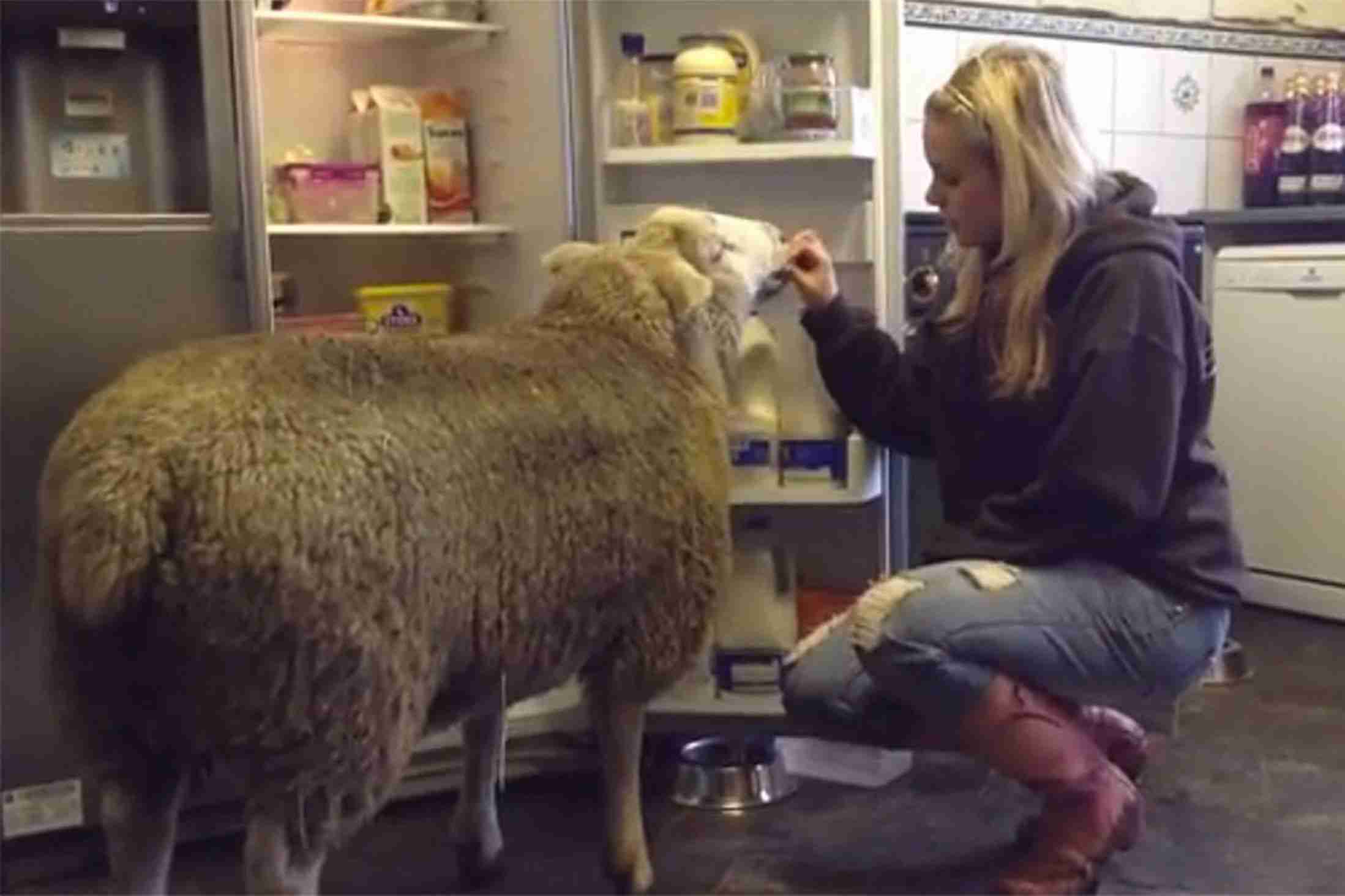Sheep thinks it's a dog: Meet Roy the 'sheep sheep' who is so baaaaaarking mad he thinks he's a dog - Mirror Online