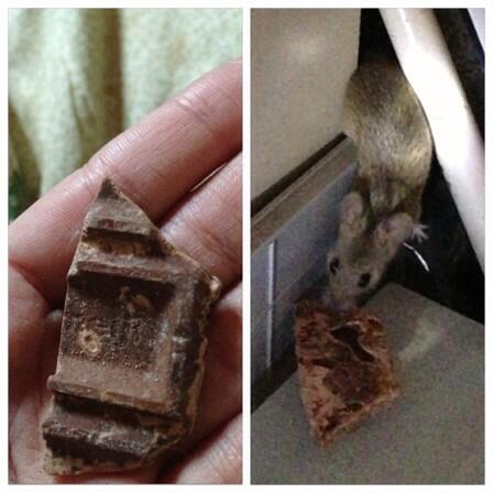家の中に住んでるネズミにお菓子をあげたら、お返しにチョコをもらったww 