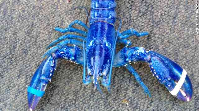 ラベンダー色のタラバガニが発見されるｗｗｗ