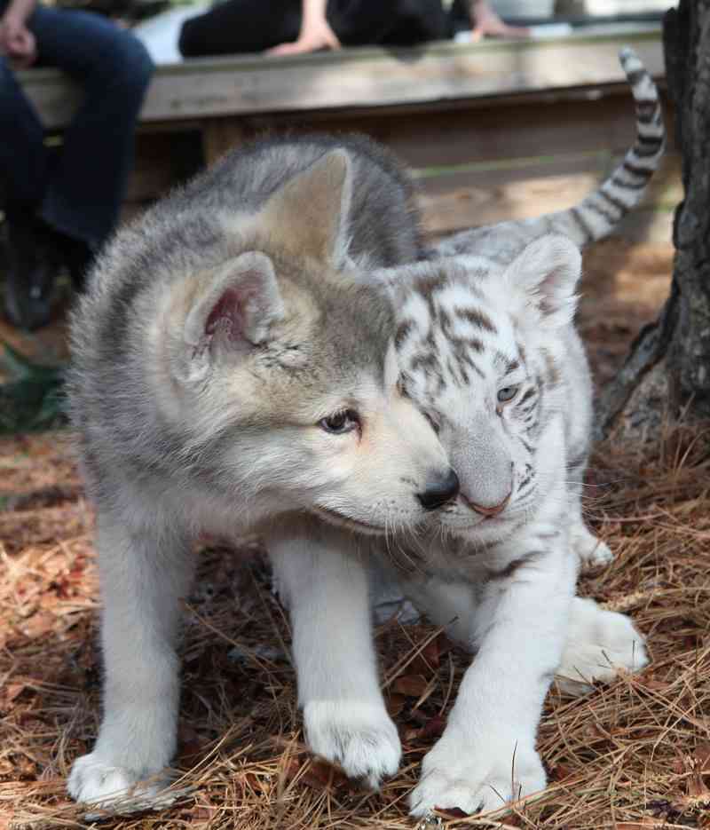 この動物たちがイケメンすぎるww