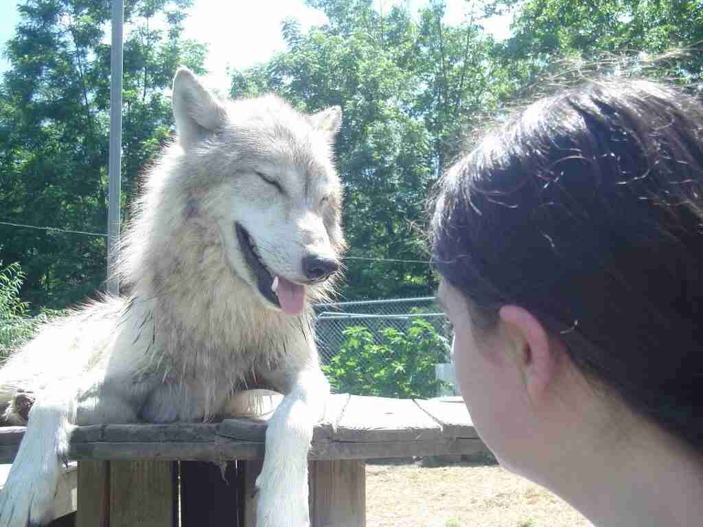 この動物たちがイケメンすぎるww