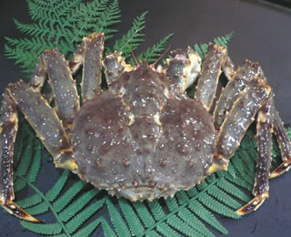 ラベンダー色のタラバガニが発見されるｗｗｗ