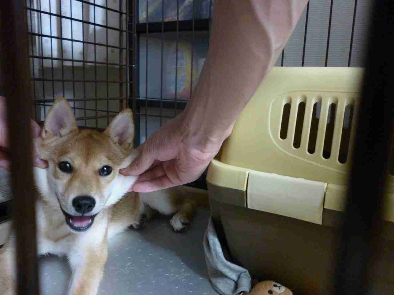 「柴犬のほっぺはよく伸びる」との噂→本当かどうか試してみたら可愛すぎたww