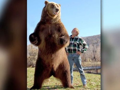 ほとんど食べられてる気がする…巨大なクマとじゃれ合う男性をご覧ください