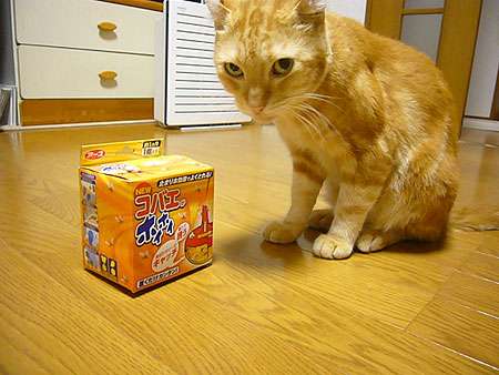 ファン晒し上げ炎上の木下優樹菜に応援団！エッセイスト・能町みね子「『絡んでくるやつウゼえ』って盛り上がりたい」