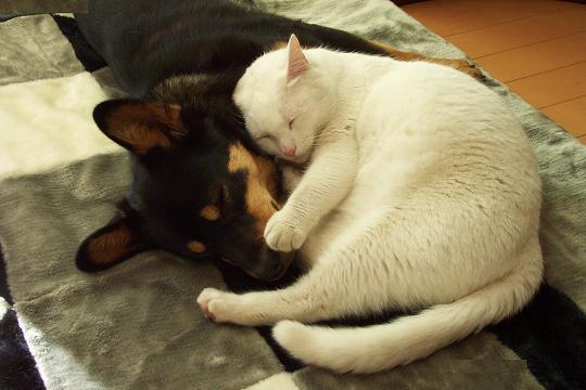 瀕死の“親友”猫を犬が救う！茂みの前で吠え続け飼い主に助けを求める