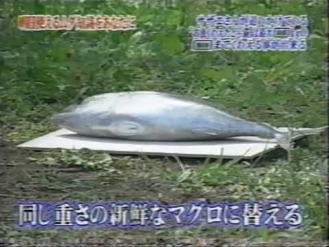 ﾄﾚﾋﾞｱの泉【おさかなくわえた♪】 - YouTube