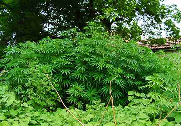 「大麻は中毒性なし」という研究結果が発表される | ロケットニュース24