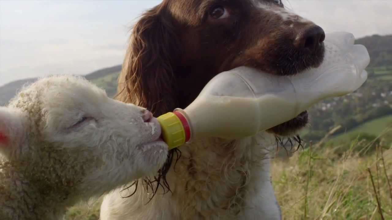 Secret Life of Dogs: Jess the Springer Spaniel feeds an orphaned lamb with a bottle. - YouTube
