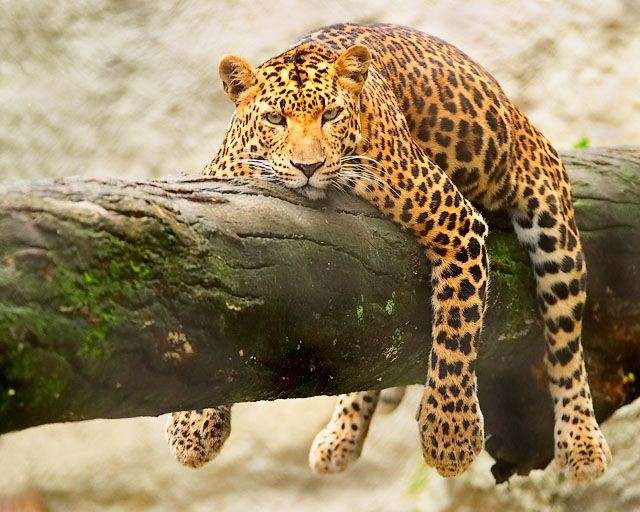 この動物たちがイケメンすぎるww
